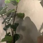 RITの画像