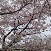 sakuraの画像