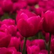 ハル