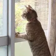 けんパパ