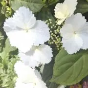 liiiaの画像