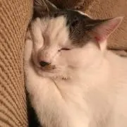 にゃんたの画像
