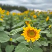 まーまの画像