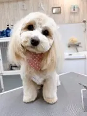 すみれ