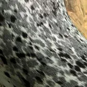 Kiwiの画像