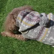 わくわくさんの画像