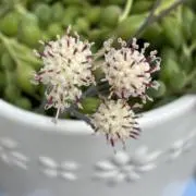まな