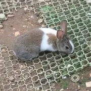 かのえ