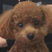 Rの画像