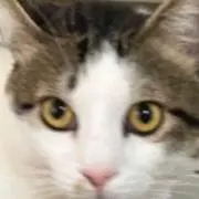 コタローの画像