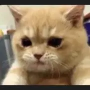 龍たん15