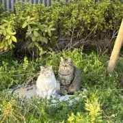 ふの）の画像