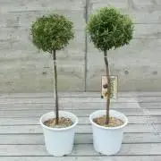 クローバーの画像