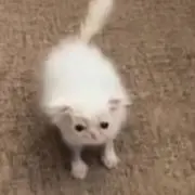 もちミ
