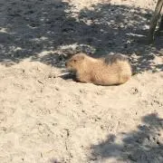 てち