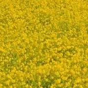 菜の花の画像