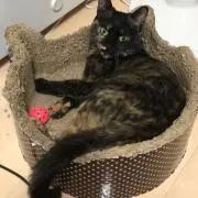 ちいこの画像