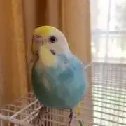 concerto
