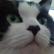 ひまくんの画像