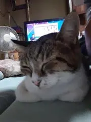 Mutolaの画像