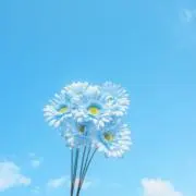 青の画像
