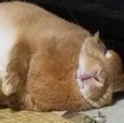 みつくん