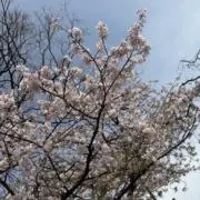 うさまるの画像