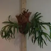 y.o