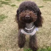 タケ