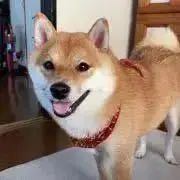 ゆずの画像