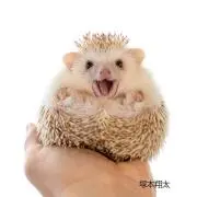 pn
