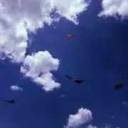 たら（断捨離中）の画像