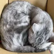 たけさわの画像