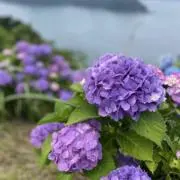 いちなの画像