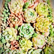 あらし