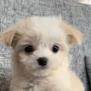 ちゃ