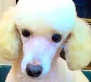 りかほ