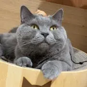 nachiの画像