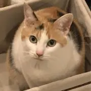 みけねこ