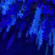 村長の画像