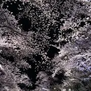 花かんむり　【断捨離始めました】