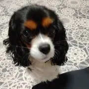 マシュマロの画像