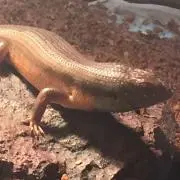 ミゲル