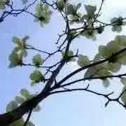 malicaの画像