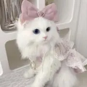 lily