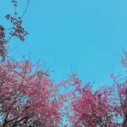 イカラシの画像