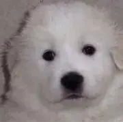 まるっくま