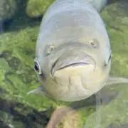 かいつよし