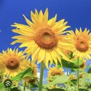 ひまわりの画像