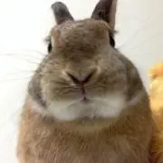 cocoの画像